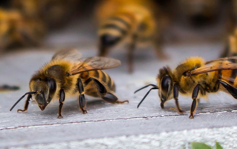 Bee Gone How To Safely Remove And Prevent Bee Hives Around Your Roseburg Home A 1 2705